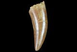 Raptor Tooth - Real Dinosaur Tooth #102400-1